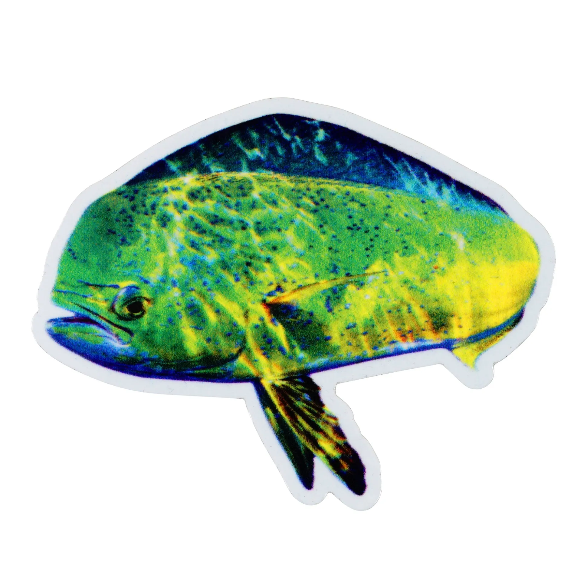 Any Fish, Any Water Book Photographed by Jason Arnold