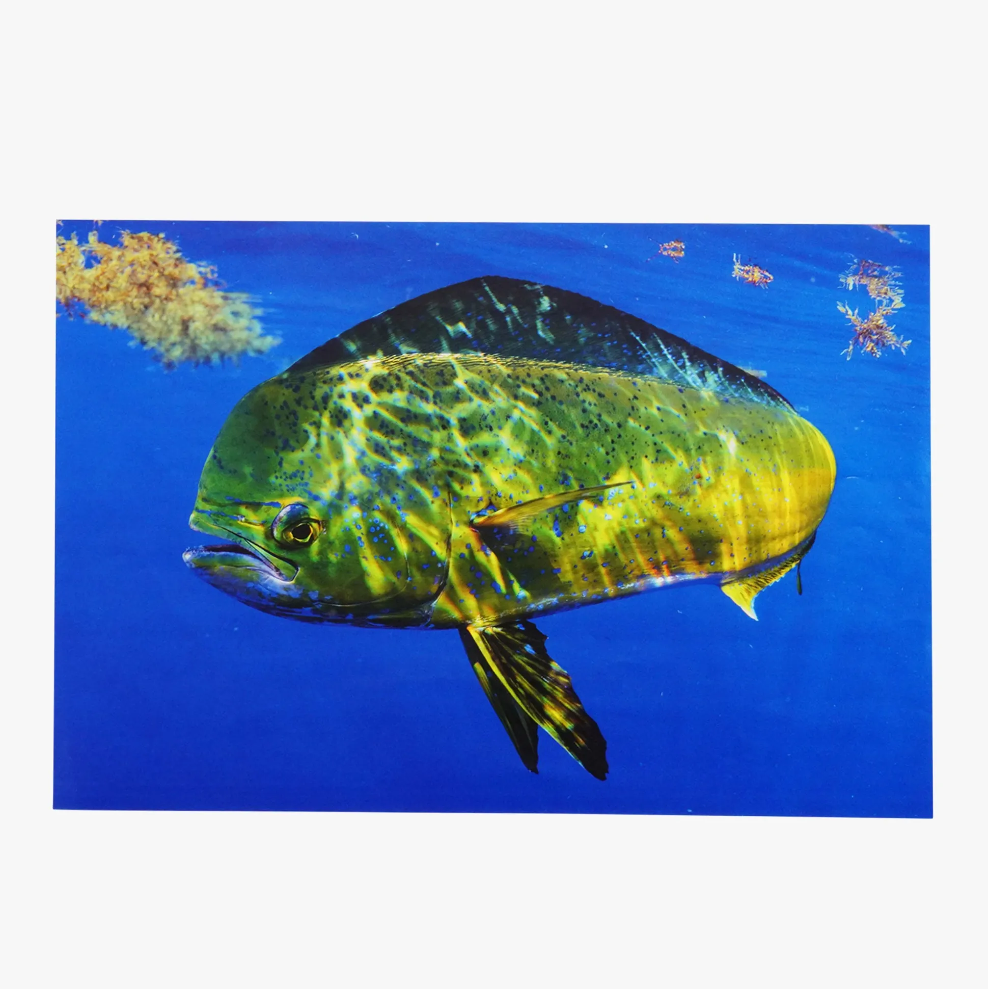 Any Fish, Any Water Book Photographed by Jason Arnold